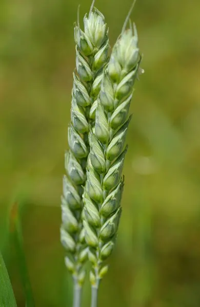 Land Feld Weizenanbau — Stockfoto