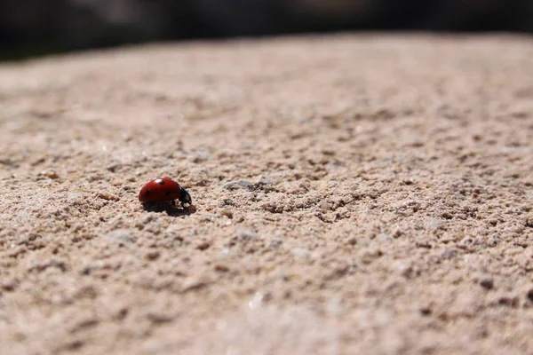 Ladybug Walking Wall — 스톡 사진