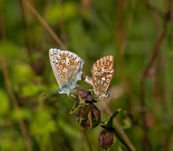 Chalkhill Blue Butterflies Спаривание Саут Даунс — стоковое фото