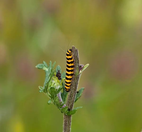 Czarno Żółta Gąsienica Cinnabar Moth Roślinach Ragwort — Zdjęcie stockowe