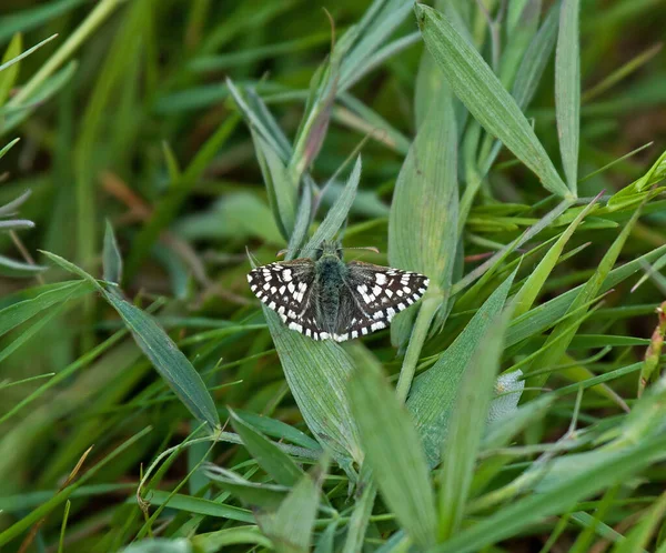Grizzled Skipper Butterfly Resting Grass Kent Field — ストック写真