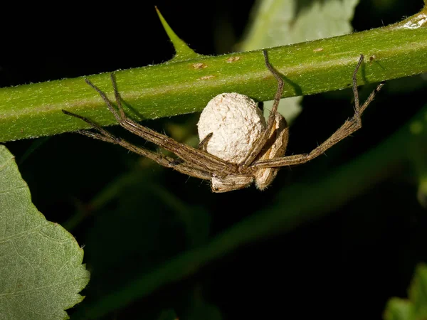 Female Wolf Spider Eggs Egg Sac Her Body — 스톡 사진