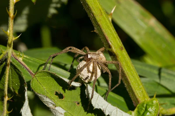 Hembra Araña Lobo Con Huevos Saco Huevo Debajo Cuerpo — Foto de Stock