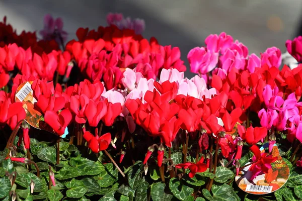 Flores Vermelhas Rosa Ciclame Para Fundo — Fotografia de Stock