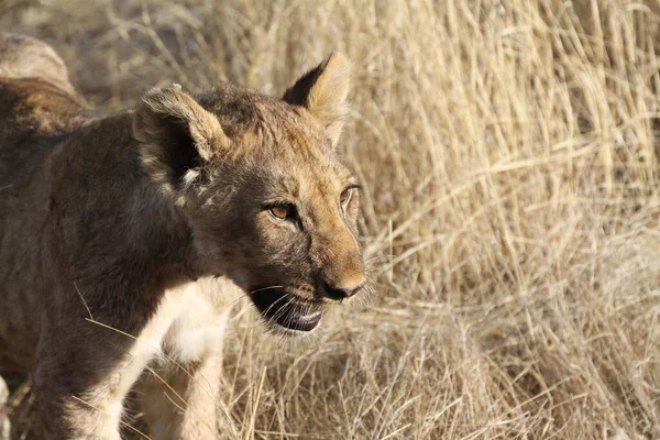 young lion in etosha national park in namibia