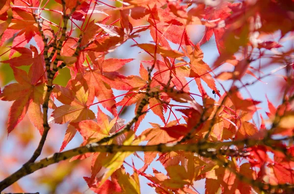 Árbol Arce Japonés Con Hojas Follaje Flora — Foto de Stock