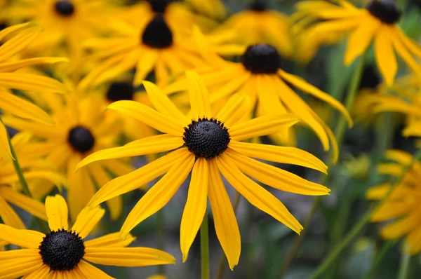 Flora Campo Pétalas Flores Coneflowers — Fotografia de Stock