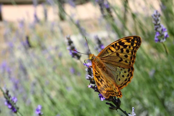 坐在熏衣草植物只美丽的蝴蝶 — 图库照片