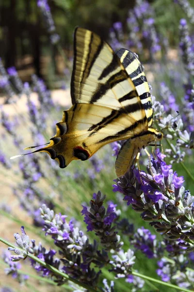 坐在熏衣草植物只美丽的蝴蝶 — 图库照片