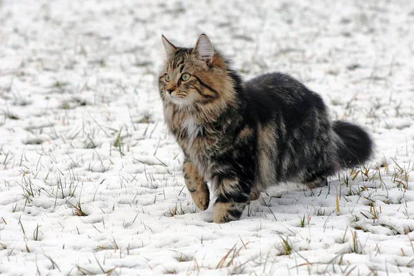 Soprabito Corretto Inverno Gatti Divertono Nella Neve — Foto Stock