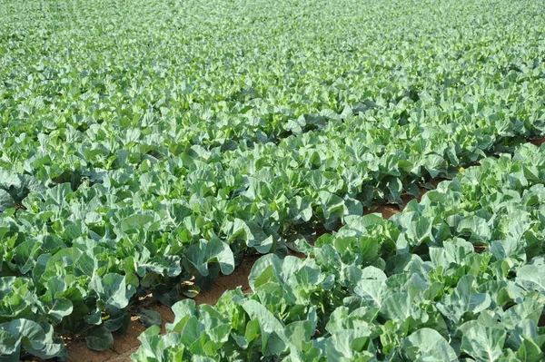 Farmaření Čerstvý Zelený Salát — Stock fotografie