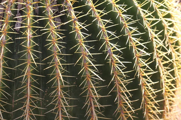 Jardine Majorelle Marrakesh Morocco Africa — Stock Photo, Image