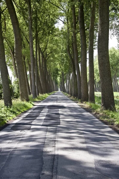 Avenue Flandrách Lemovaných Starými Stromy Belgium — Stock fotografie