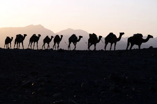 Kamele Der Wüste — Stockfoto