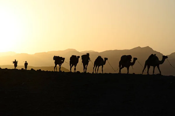 Camel Animal Nature Fauna — Stock Photo, Image