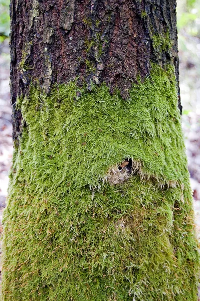 Мосс Стволе Дерева Юге Польши — стоковое фото