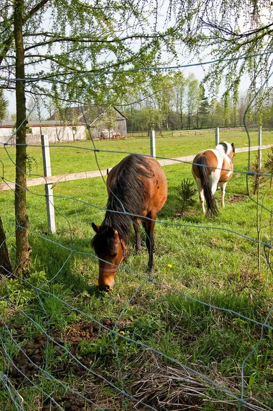 Cavalos Pastagem Com Rede Muito Metálica — Fotografia de Stock