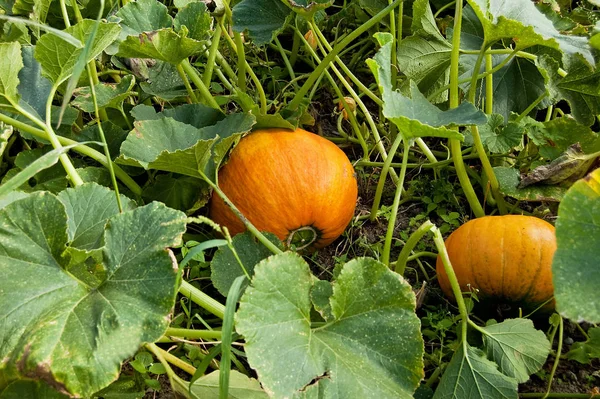 View Small Pumpkin Still Vine Garden Ready Harvest — Stock Photo, Image