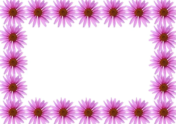 Sfondo Fiori Viola File Ordinate — Foto Stock