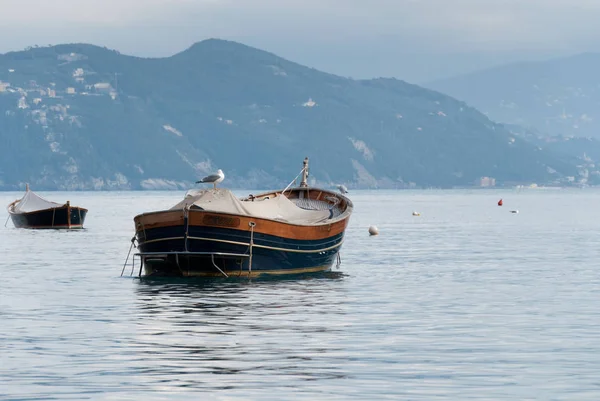 Struisvogel Afgemeerd Kleine Haven Van Portofino Genua — Stockfoto