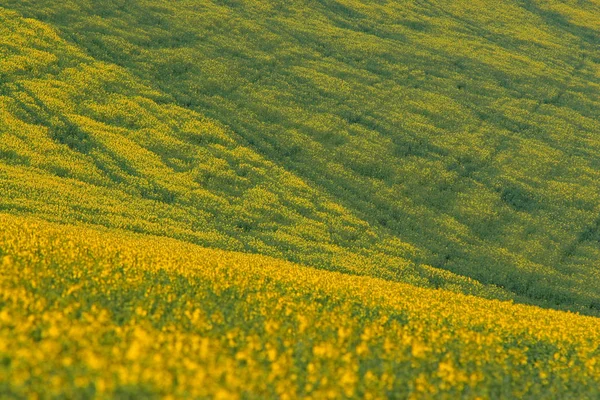 Zona Rurală Câmp Agricol Viol Floră Galbenă — Fotografie, imagine de stoc