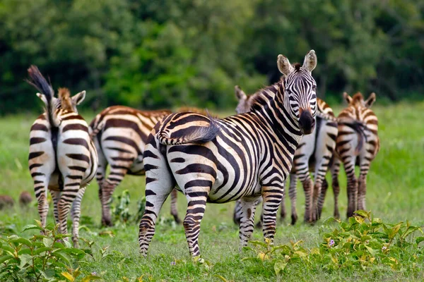 Zebra Rebanho Animais Selvagens — Fotografia de Stock