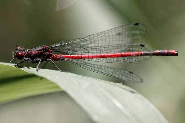 蜻蜓昆虫的特写宏观视图 — 图库照片