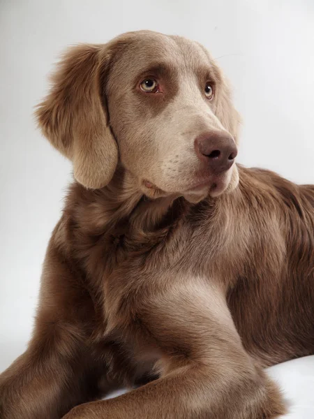 Şirin Bir Köpeğin Portresi — Stok fotoğraf