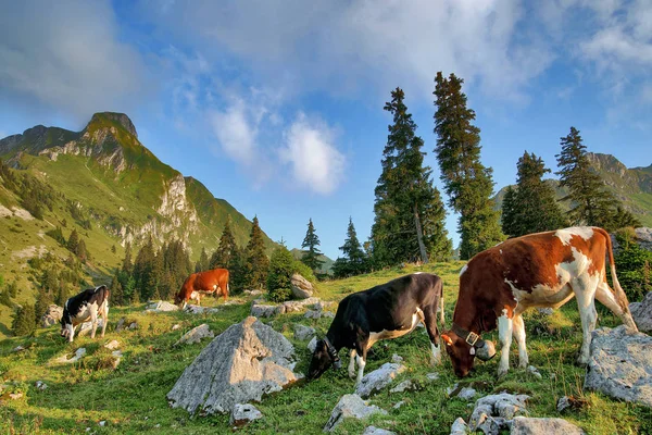 Καφέ Swiss Bos Primigenius Taurus Bovidae Bovidae — Φωτογραφία Αρχείου