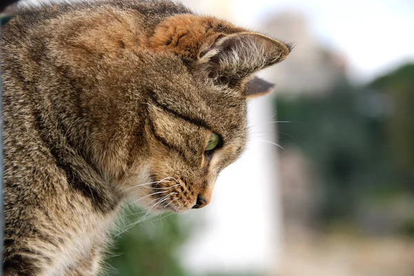 Profileof Cat Portofino — Stock Photo, Image