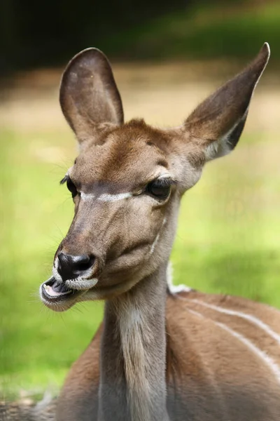 Antilope Wildtier Tierwelt — Stockfoto