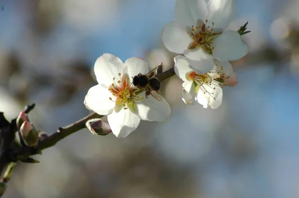 Mandelblüten Frühling — Stockfoto