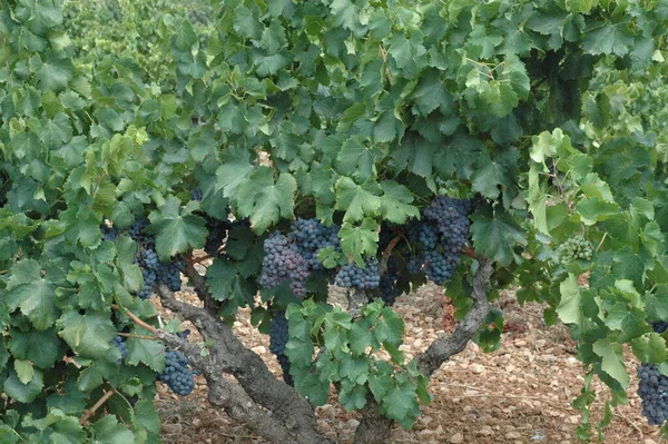 Weinlese Landwirtschaftliche Betriebe — Stockfoto