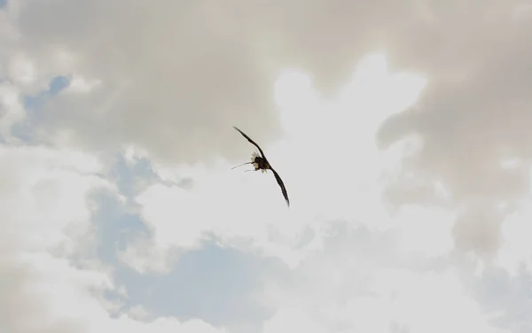 Adelaar Lucht — Stockfoto