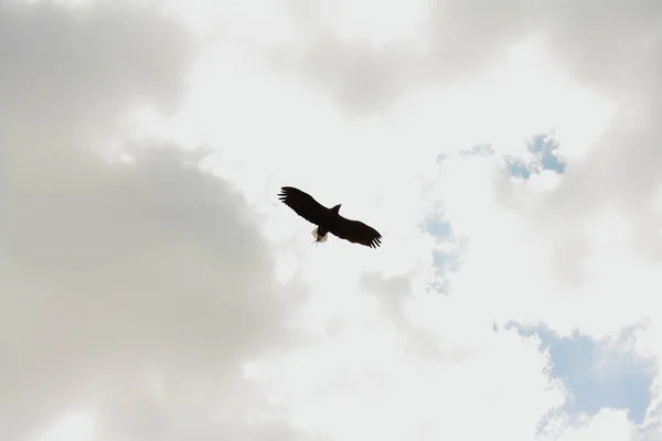 독수리 하늘에 — 스톡 사진
