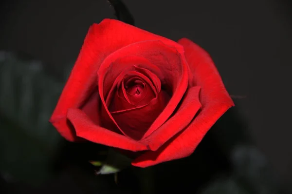 Červená Růže Detailní Tmavém Pozadí — Stock fotografie