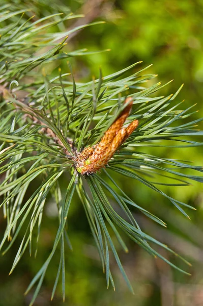 Giovani Pigne Sfondo Albero — Foto Stock