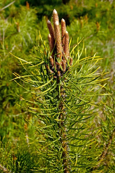 Young Pine Cones Tree Background — 스톡 사진