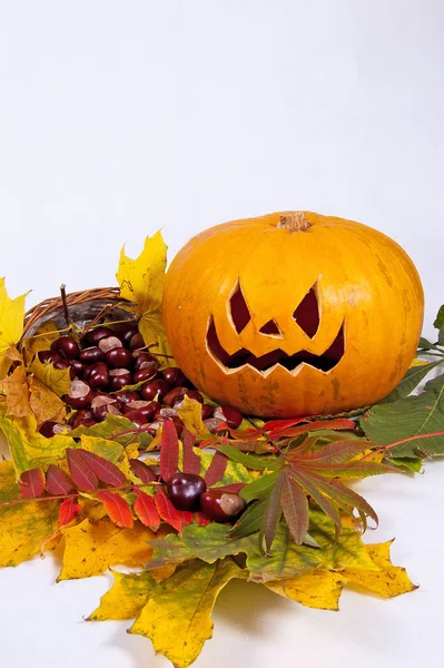 Halloween Kürbis Mit Herbstblättern Auf Weißem Hintergrund — Stockfoto