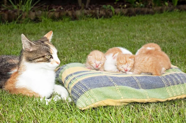 Szép Háziállat Fiatal Aranyos Macskák — Stock Fotó