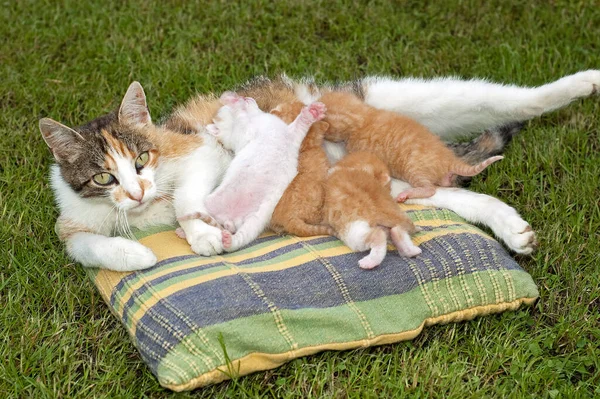 Hermosas Mascotas Gatos Lindos Jóvenes —  Fotos de Stock