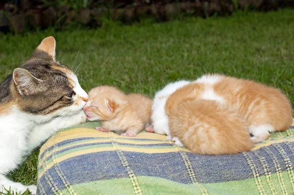 Schöne Haustiere Junge Süße Katzen — Stockfoto