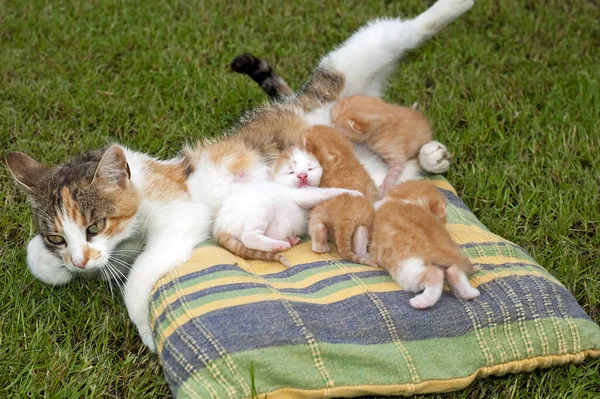Красиві Домашні Тварини Молоді Милі Коти — стокове фото