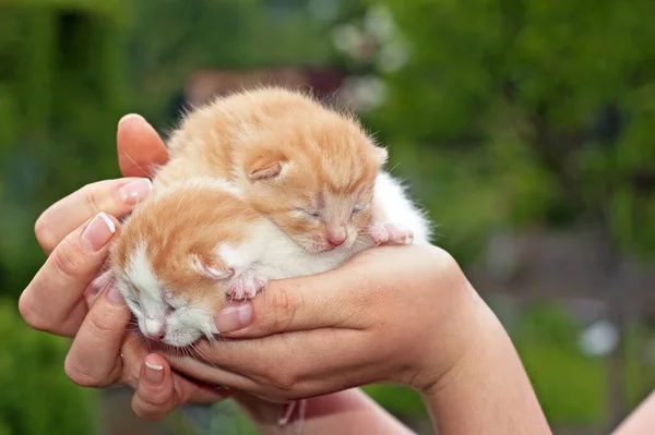 Bellissimi Animali Domestici Giovane Carino Gatti — Foto Stock