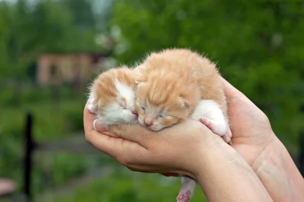 Hermosas Mascotas Joven Lindo Gatos — Foto de Stock