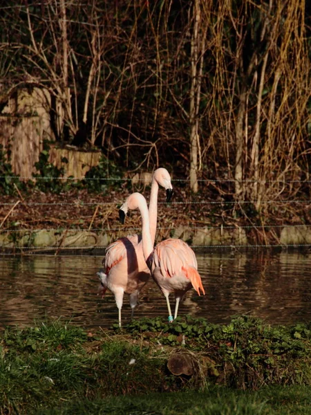 Love Courtship Couple Flamingo Couple Courtship — Stok fotoğraf