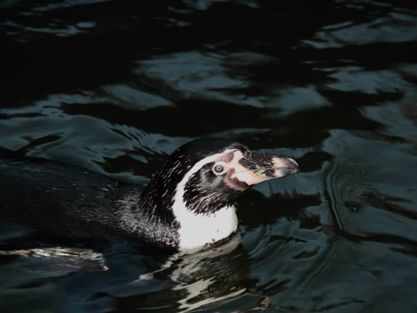 Vista Panorâmica Pássaros Pinguins Bonitos Natureza — Fotografia de Stock