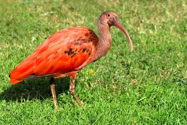 Gros Plan Ibis Écarlate Eudocimus Ruber Sur Herbe — Photo