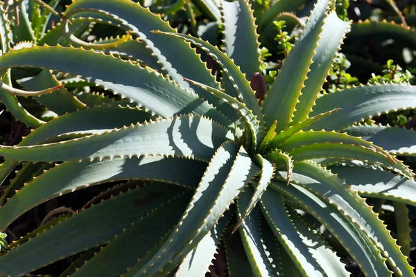 Aloe Vera Cacto Lanzarote Espanha — Fotografia de Stock