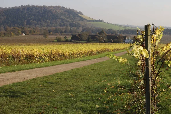 Vineyard Surrey England Late Autumn Fall — 图库照片